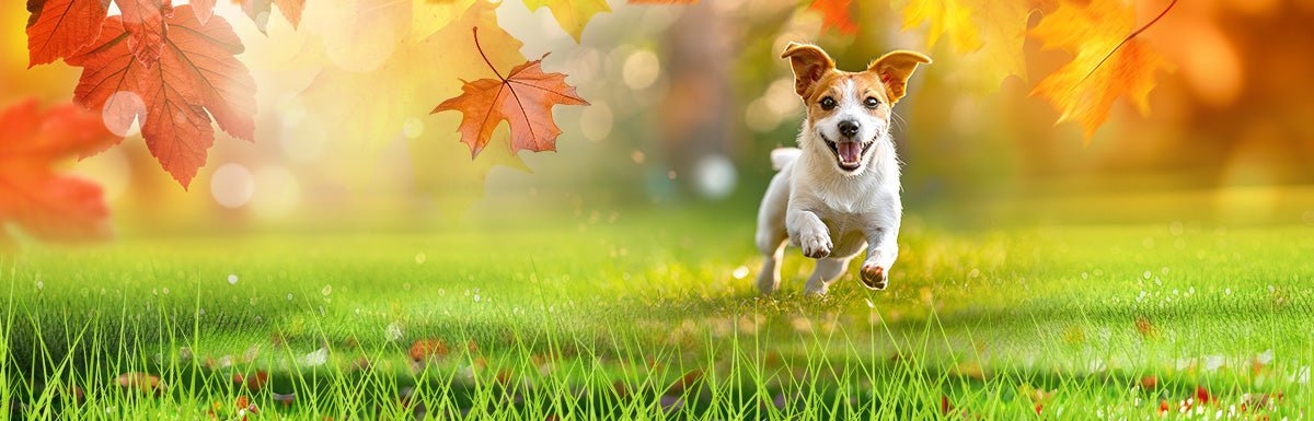 Rasen düngen im Herbst – Die Grundlage für einen prächtigen Wuchs im Frühjahr - Höfer Chemie GmbH