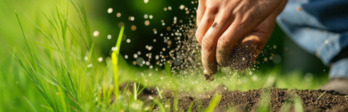 Dünger wird mit der Hand auf den Rasen gestreut.