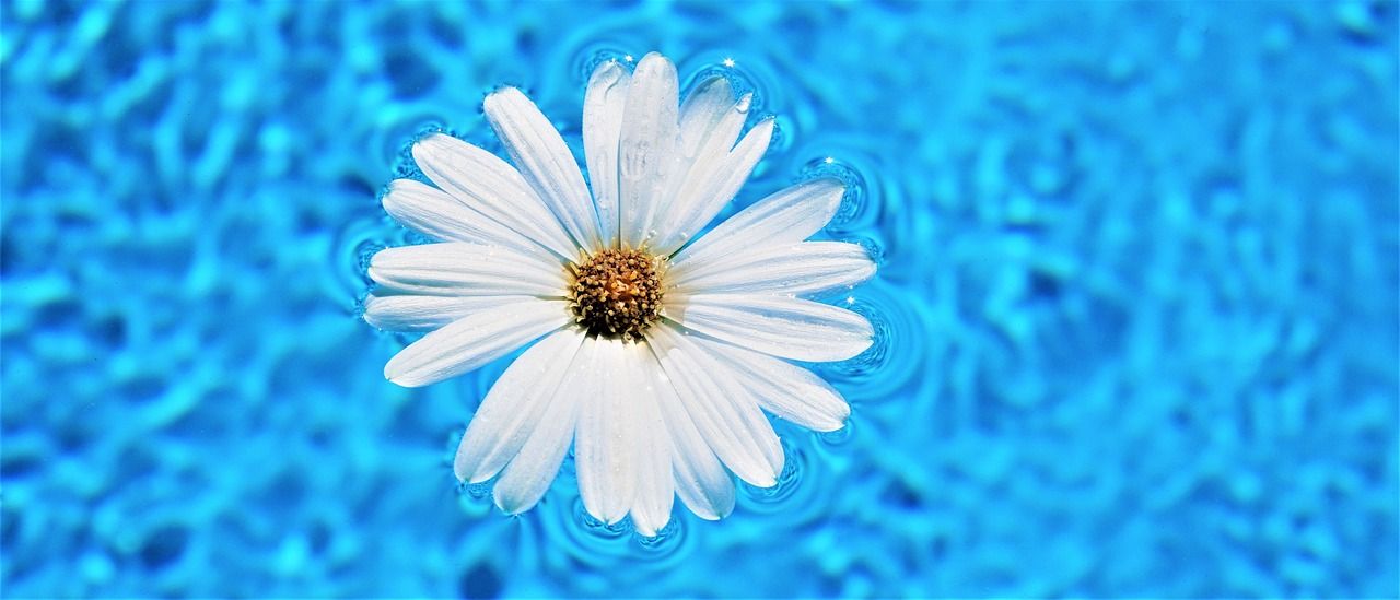 Eine Blume schwimmt auf der Wasseroberfläche